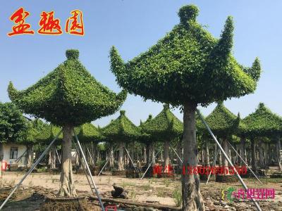 榕树亭