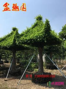 榕树亭