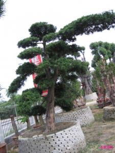 日本罗汉松