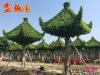 榕树亭