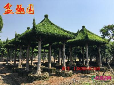 榕树亭
