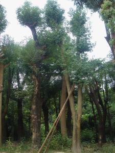 香樟