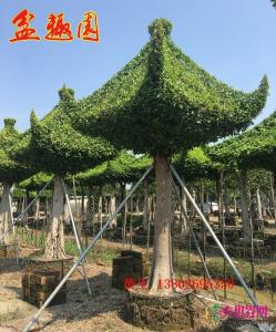 榕树亭