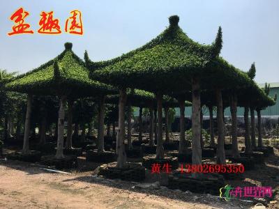 榕树亭