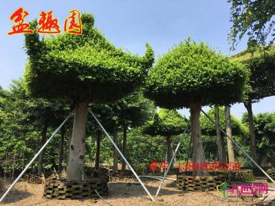 榕树亭