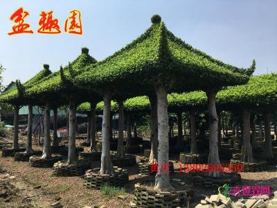 榕树亭