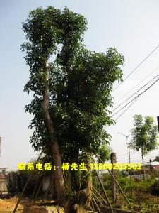 百年秋枫大树