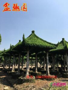 榕树亭