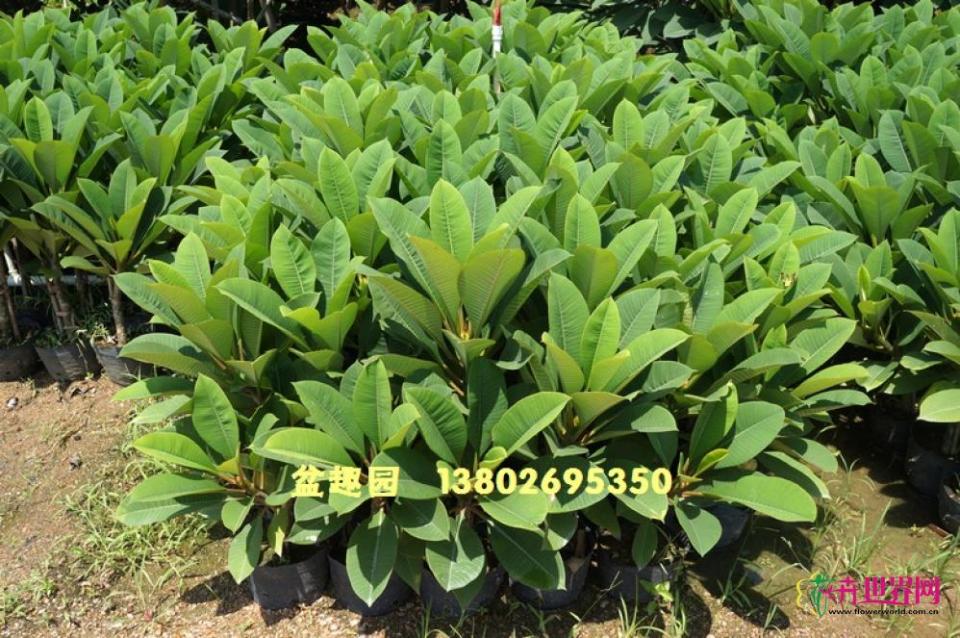 鸡蛋花苗